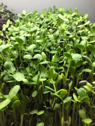 4bxmicrogreens