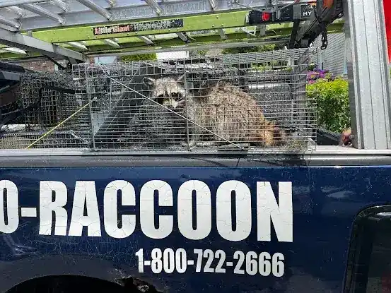 800-Raccoon Pest & Wildlife Control