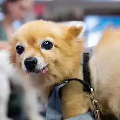 A Cut Above Pet Stylists