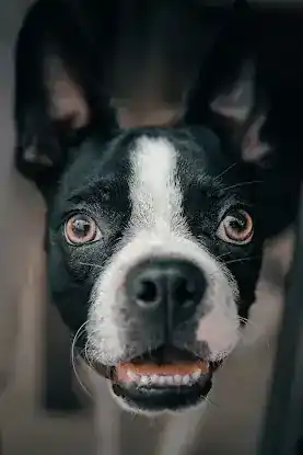 abc dog training