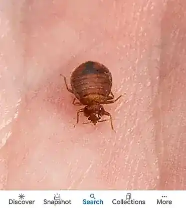 Above & Beyond Bed bug removal