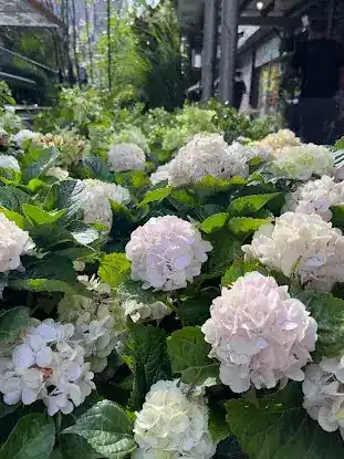 ABRAFLORA WHOLESALE FLOWERS LLC