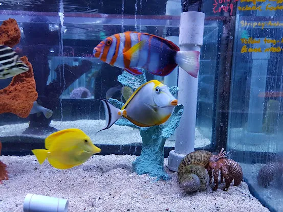 Absolutely Fish