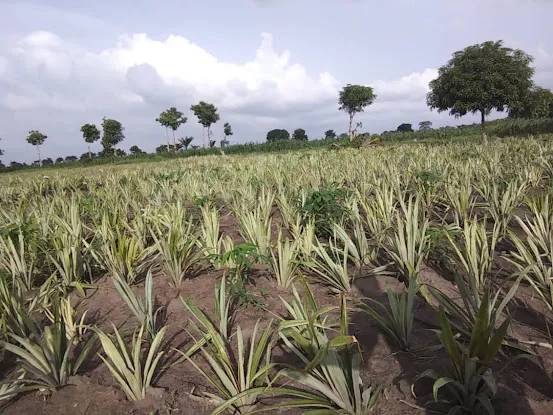 AFRICA AGRIPOLE