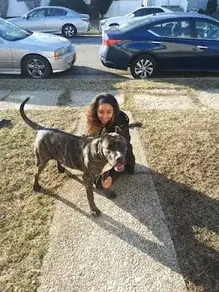 Airline Presa Kennel