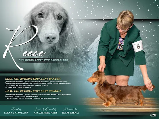 AKC Dachshund Ny