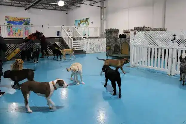 All Dogs In The City
