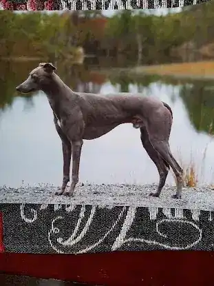 All-Tame Animals Inc