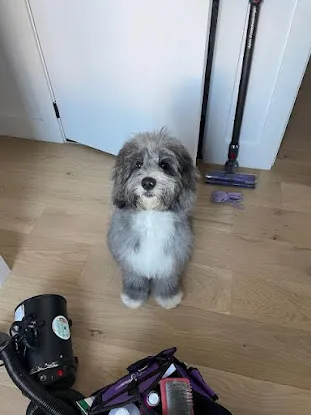 All Things Grooming
