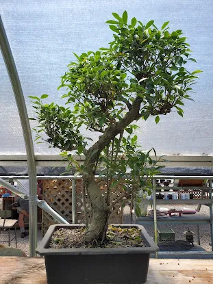Allshapes Bonsai & Nursery