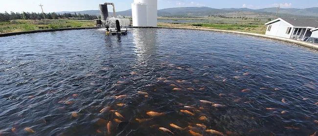 Alphalapia Fish Farming