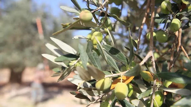 altirs olives