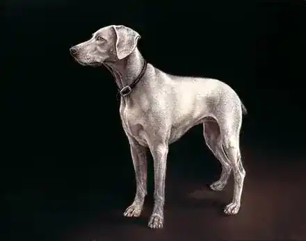 Amatrula Pet Portraits