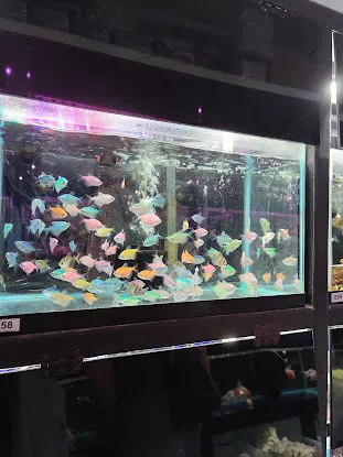 Amazing Aquarium