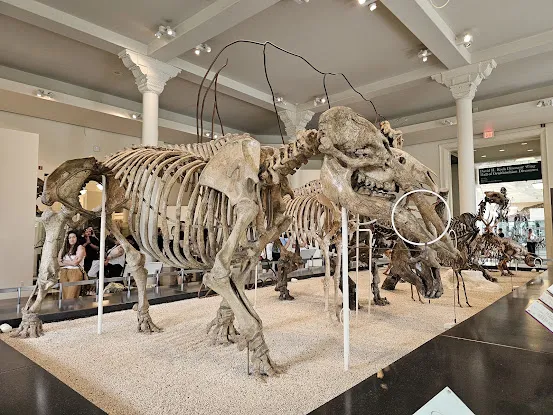 American Museum of Natural History