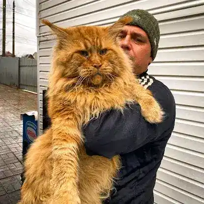 Angel Savage cattery