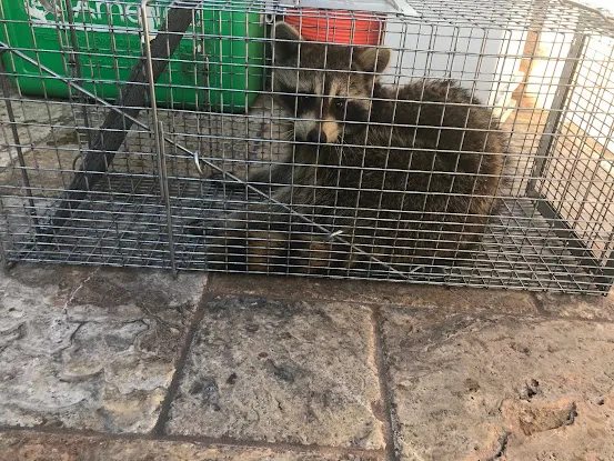 Animal Control Trappers - Rodent and Wildlife Removal, Animal Damage Repairs