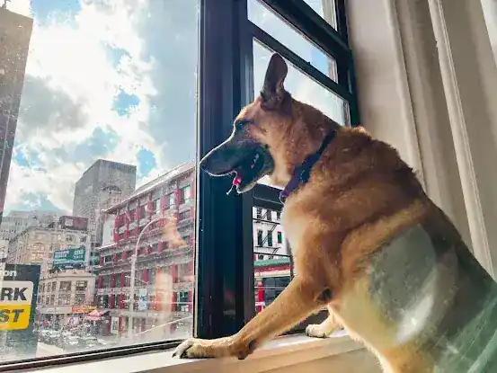 Animal Haven Urban Underdog