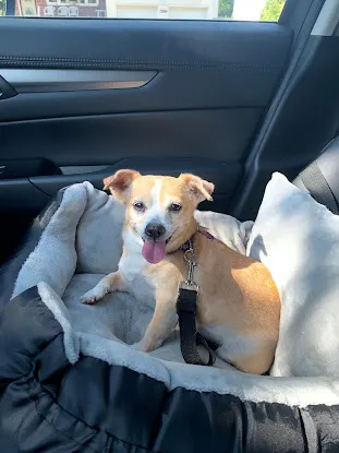 Animal Lighthouse Rescue