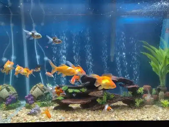 Aqua Star Pet