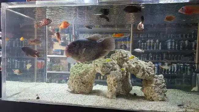 Aquarium Paradise