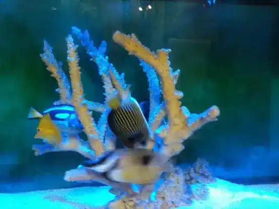 Aquarium Service NYC