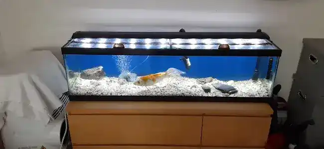 Aquariumservicenyc.com