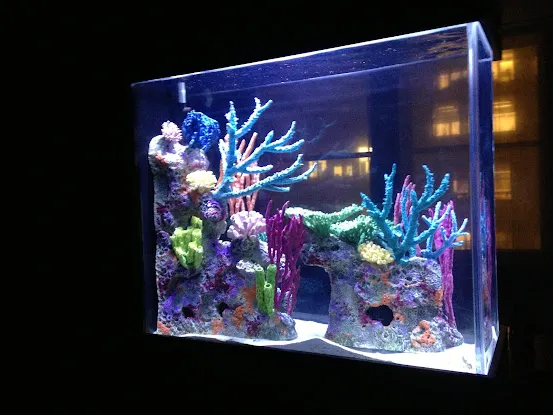 Aquarius Aquariums