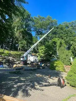 Arbor Care Tree Service