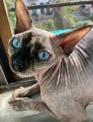 Ari-gato cattery