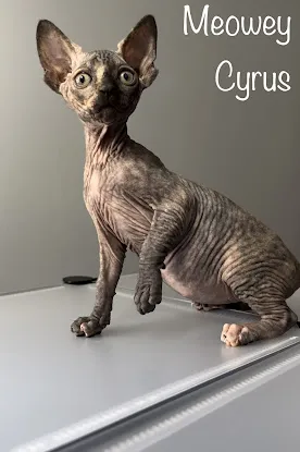 Ari-Gato Sphynx Cattery & Stud Service