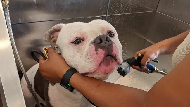 Astoria Dog Wash (Self-Service)