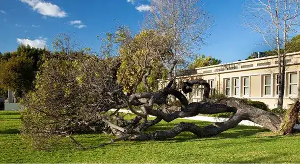 Atlas Tree Service