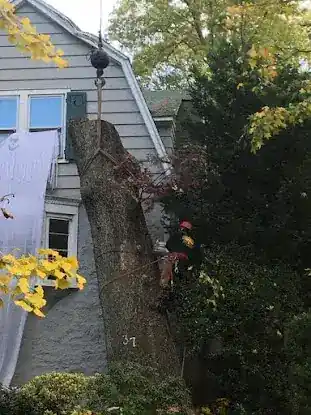 Atlas Tree Service Inc.