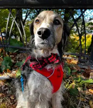 Bare Paws NYC Dog Walkers & Pet Sitters