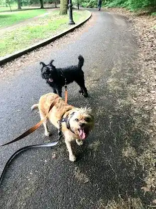 Bark Apple Dog Care
