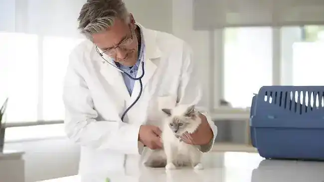 BarkDoc