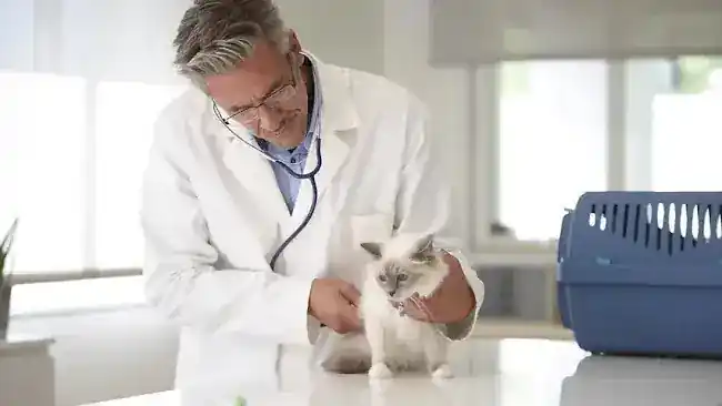 BarkDoc
