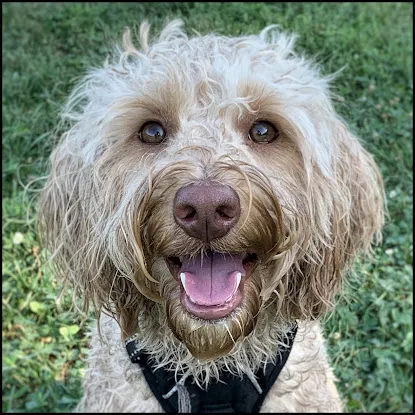 Barks & Rec Center - Boarding, Training, and Daycare