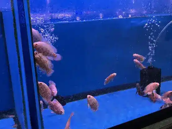 Bayparkway Aquarium