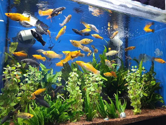 Beital's Aquariums Sales, Services & Ponds