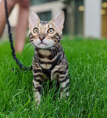 Bengal & Abyssinian Cats & Kittens cattery
