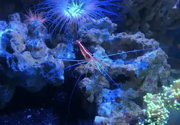 Best Aquarium Service NYC, Inc.