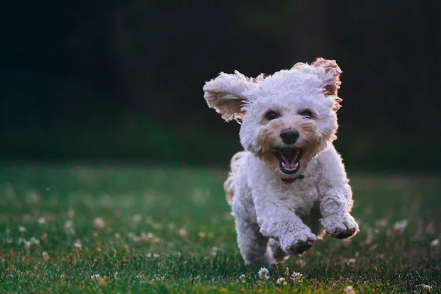 Best Dog Dental