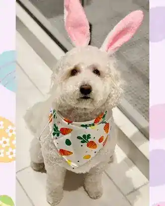 Best Dog Groomers Hudson Kitchen