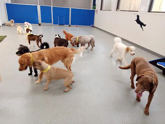 Best In Show Pet Resort
