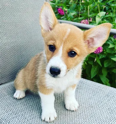 Best Puppies For Sale