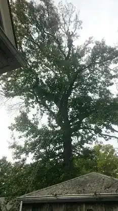 Big Macks Tree Service