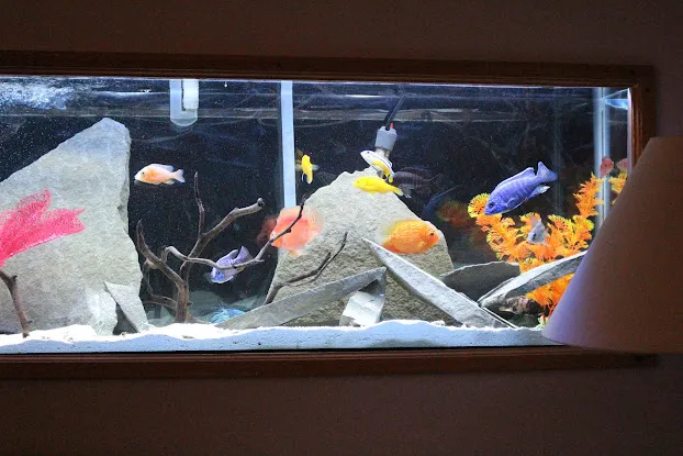 Bill Goody Aquarium Service