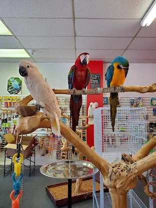 Birds By Joe